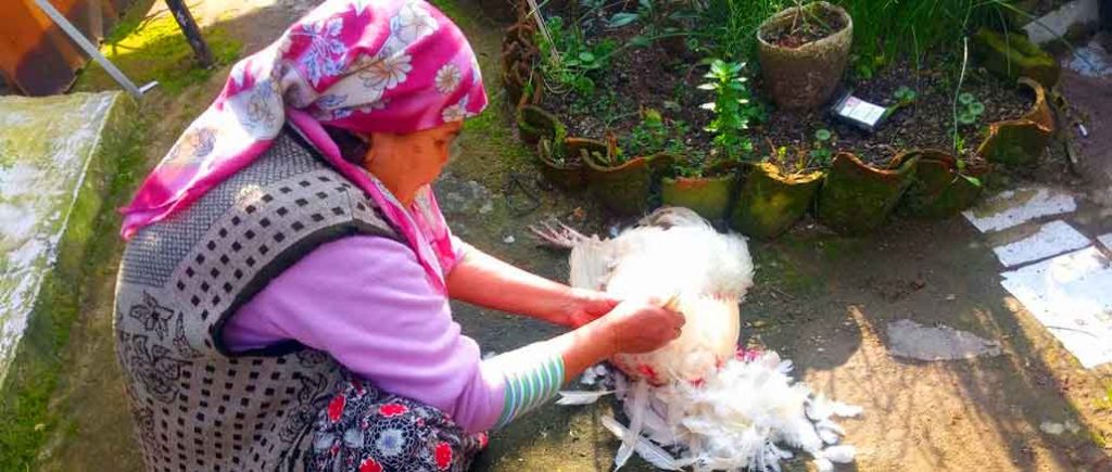 Nypitään kukon höyhenet pois