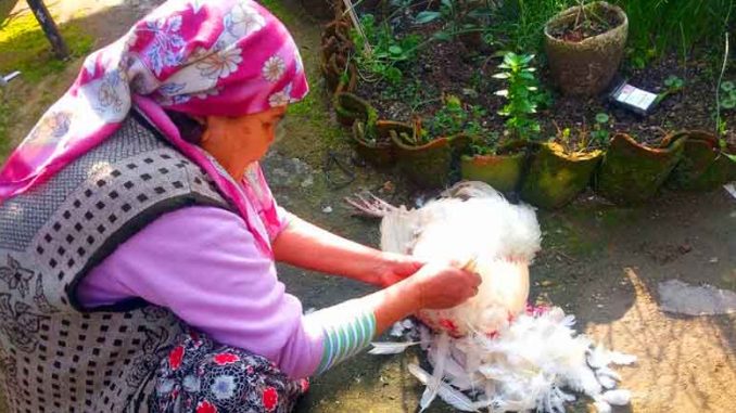 Nypitään kukon höyhenet pois