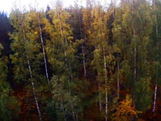 Akça ağaç ormanı