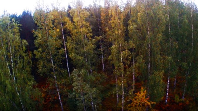 Akça ağaç ormanı