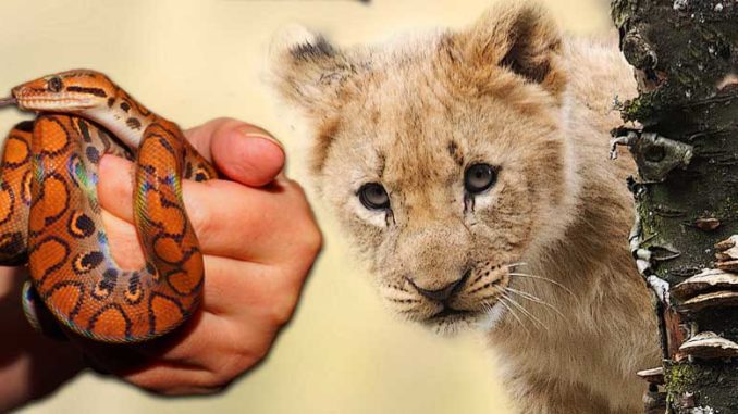 Python-käärme & leijonapenttu