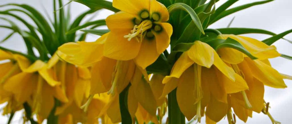 Kääntynyt tulppaani