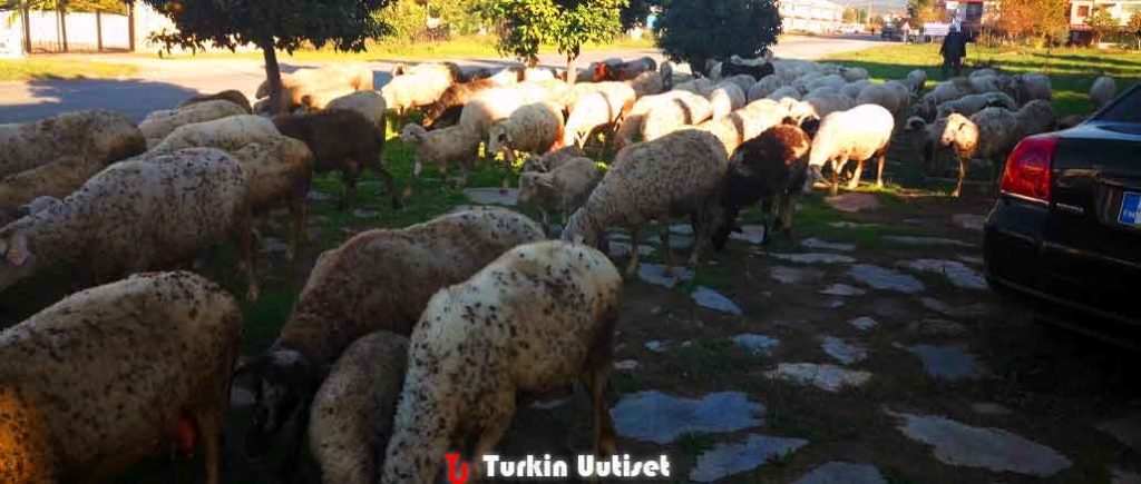 Lampaat Davutlarissa.