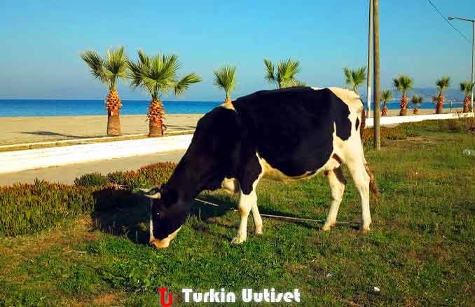 Lehmä Davutlarin rannalla